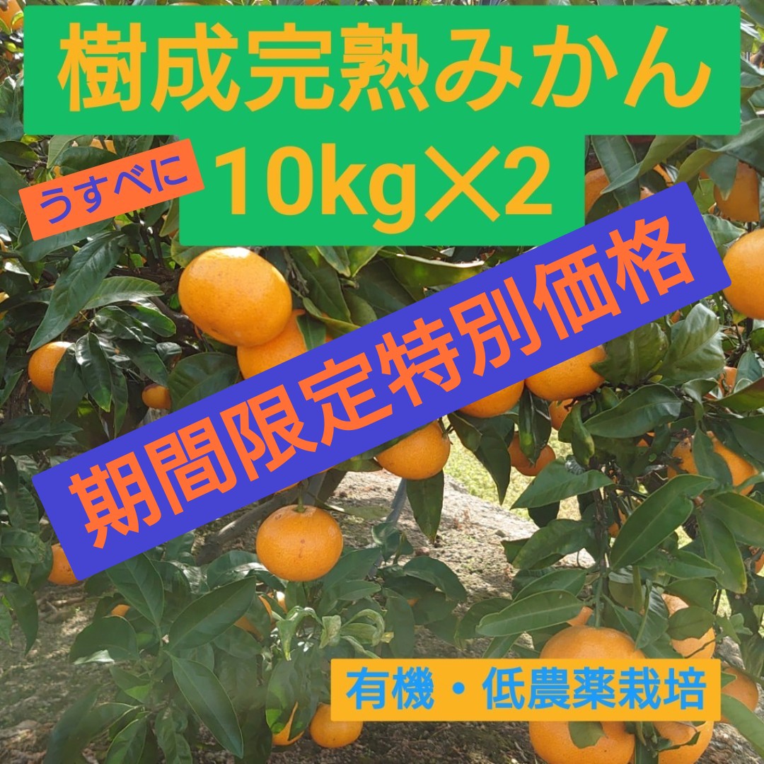 ★★★期間限定特別価格★★★うすべに蔵出し樹成完熟みかん 10kg✕2