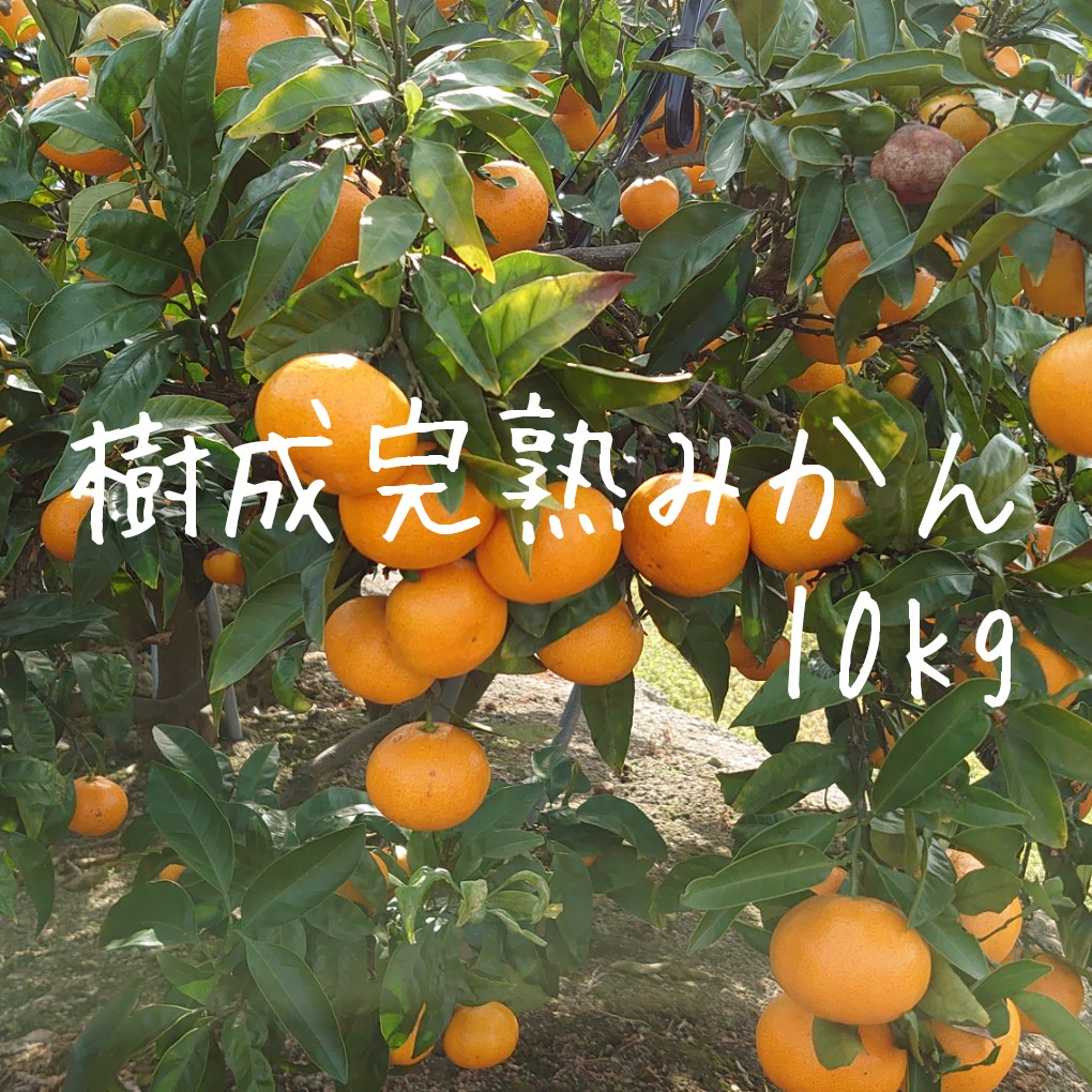 樹成完熟みかん　10kg