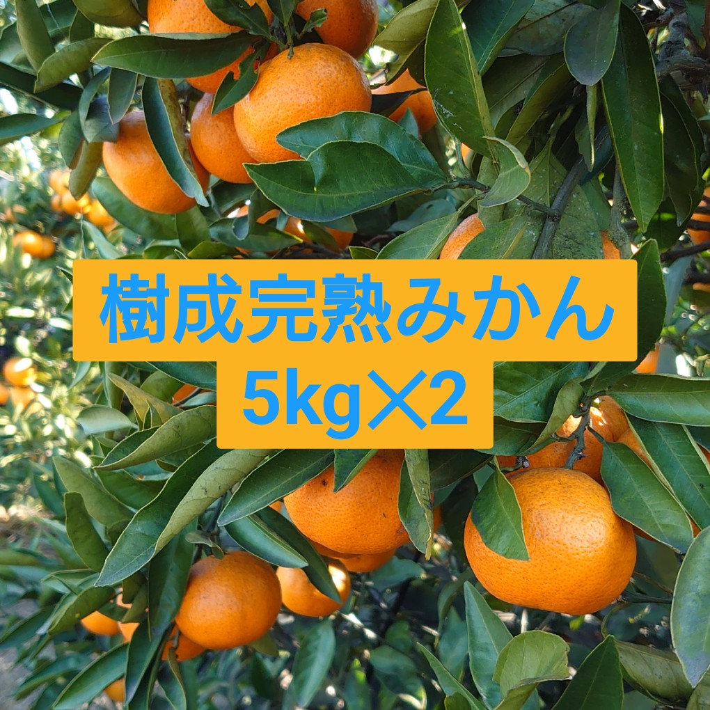 樹成完熟みかん　5kg✕2