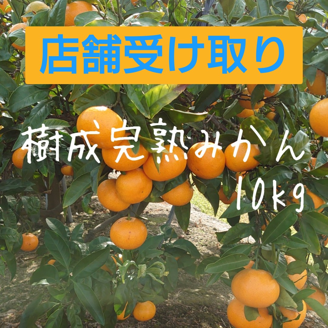 店舗受け取り　樹成完熟みかん10kg