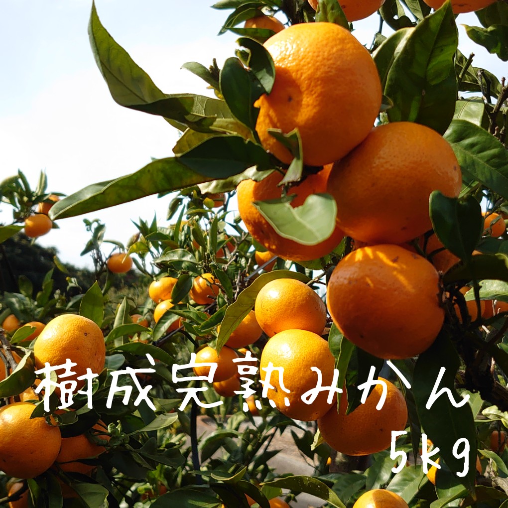 樹成完熟みかん　5kg