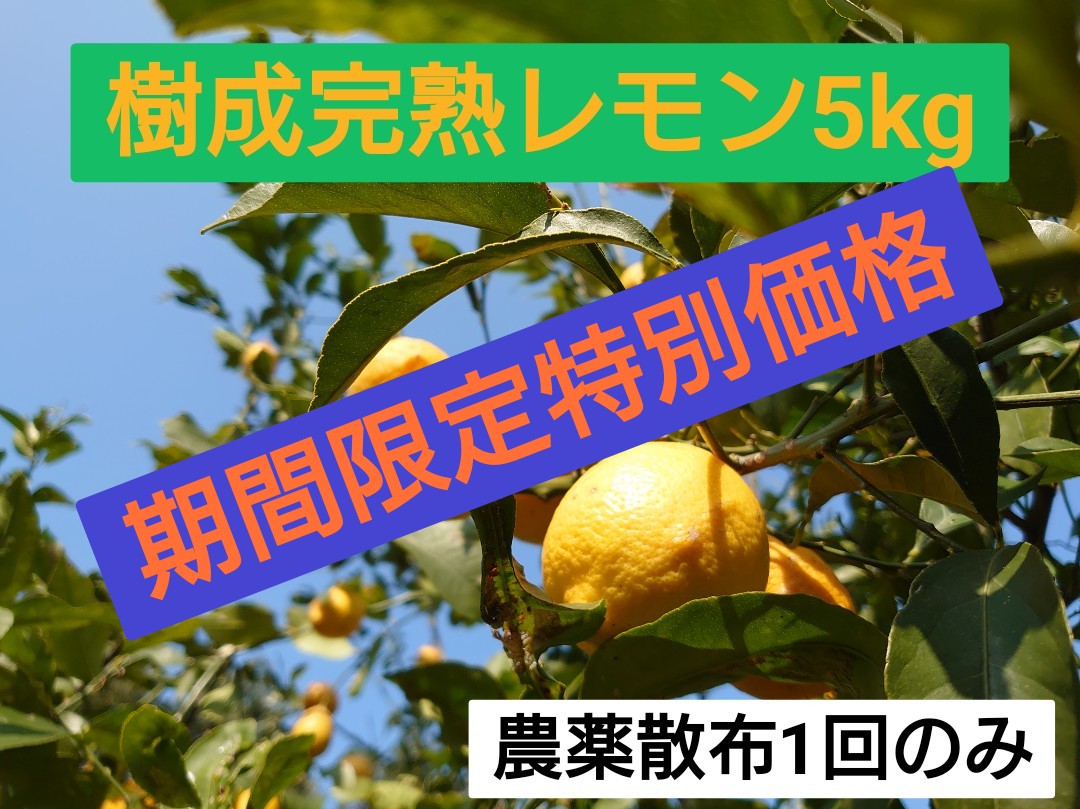 ★★★期間限定特別価格★★★ 樹成完熟レモン5kg 無選別 低農薬 香川県仁尾