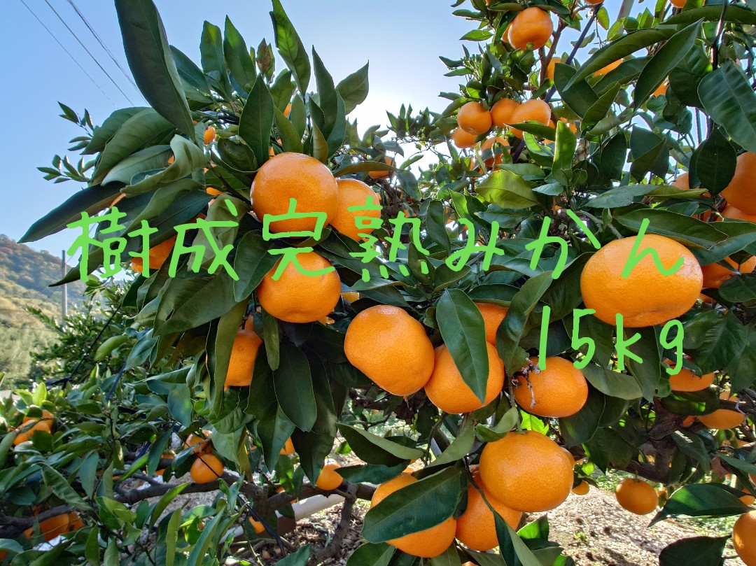 蔵出し樹成完熟みかん15kg