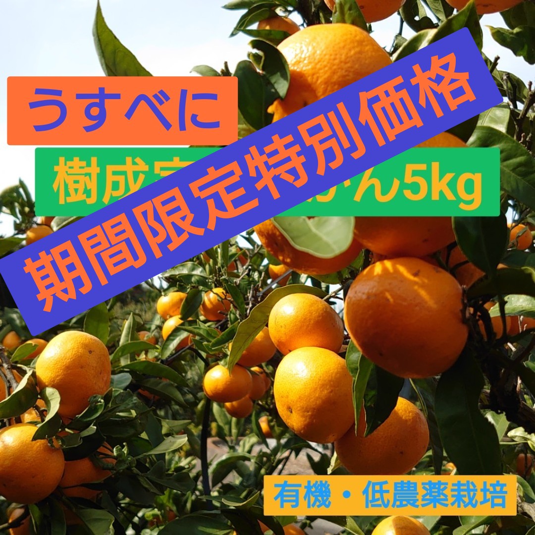 ★★★期間限定特別価格★★★うすべに蔵出し樹成完熟みかん 5kg