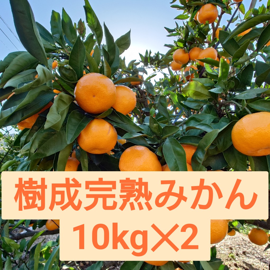 樹成完熟みかん　10kg✕2