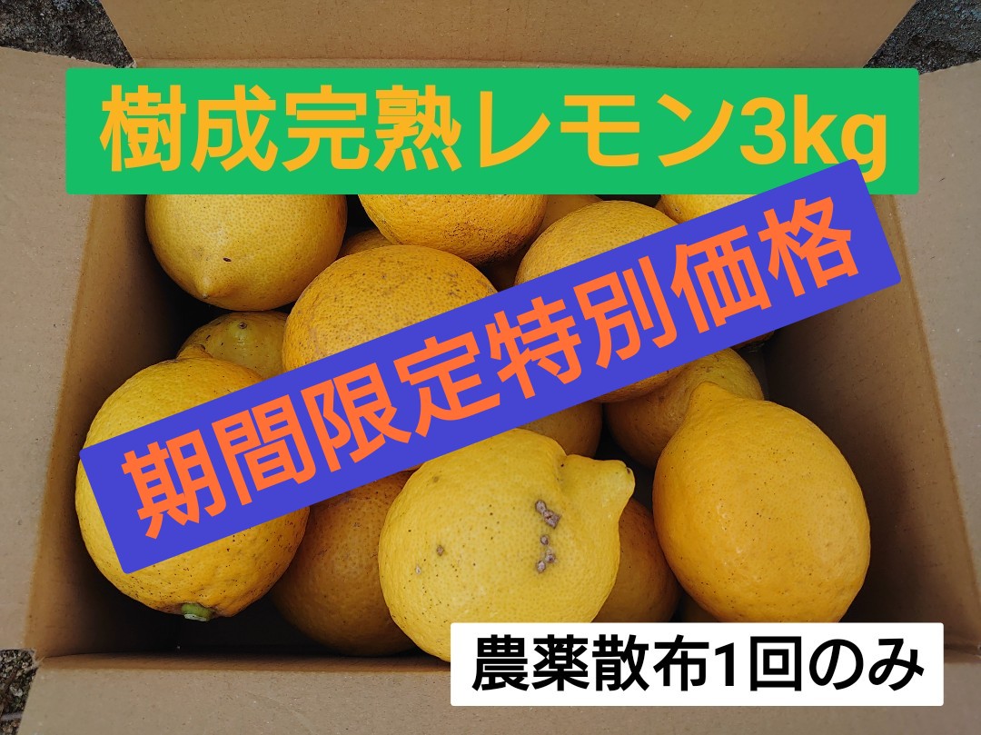 ★★★期間限定特別価格★★★ 樹成完熟レモン 3kg