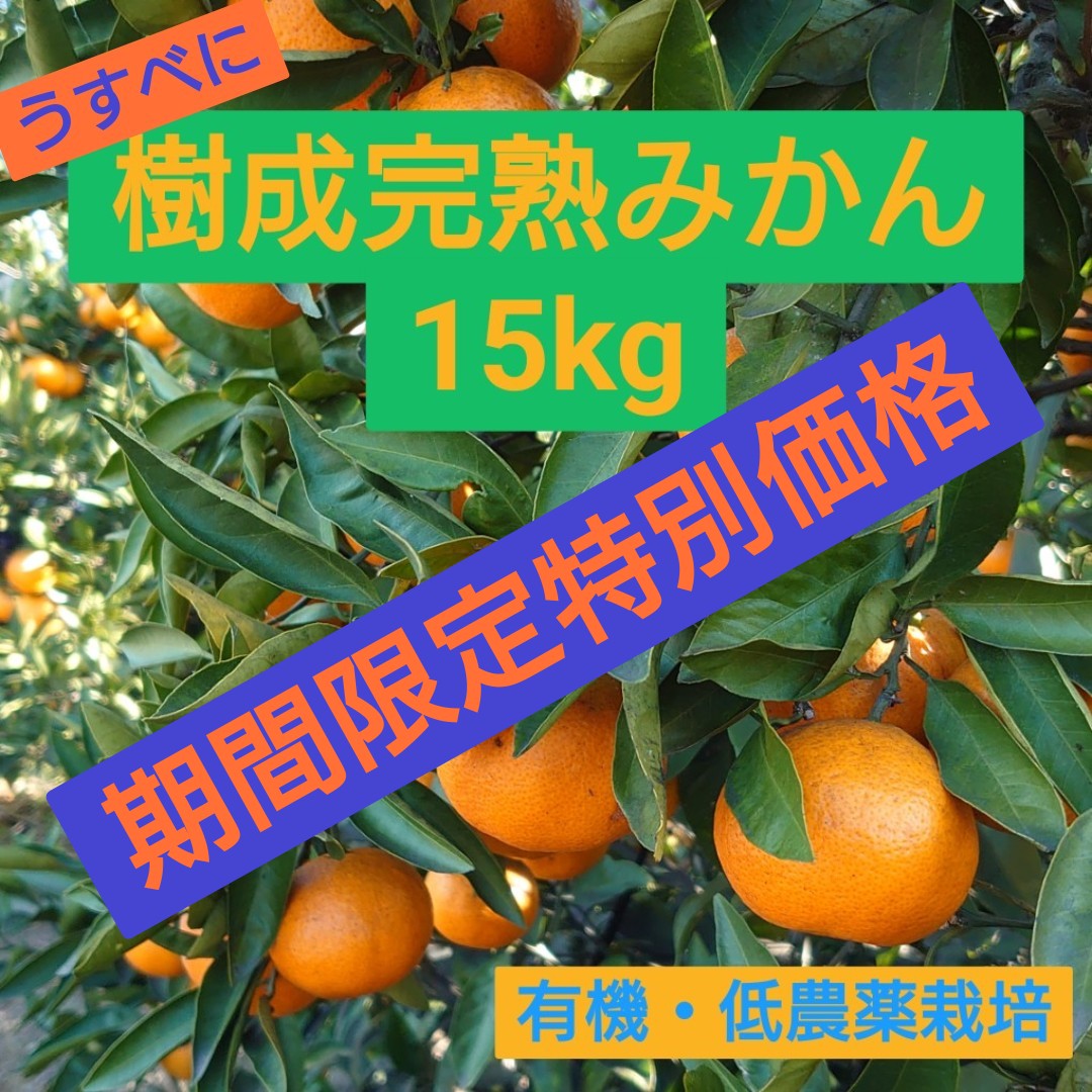 ★★★期間限定特別価格★★★ うすべに蔵出し樹成完熟みかん15kg