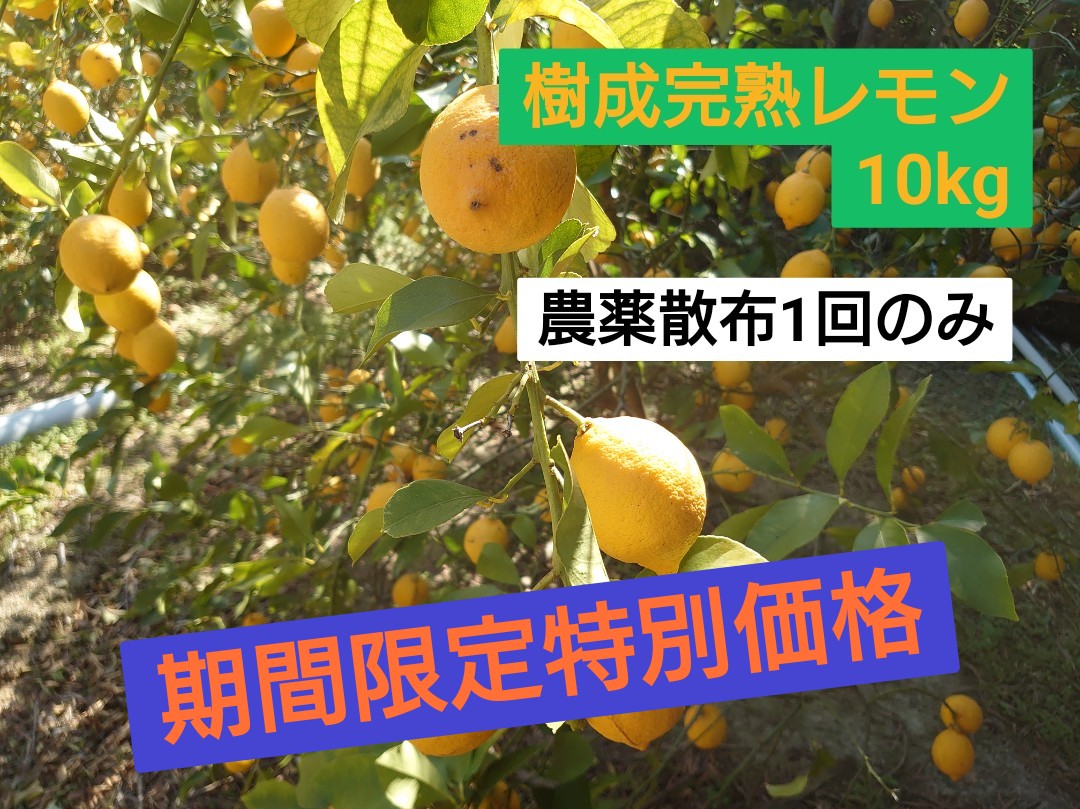 ★★★期間限定特別価格★★★樹成完熟レモン10kg 無選別 低農薬 香川県仁尾
