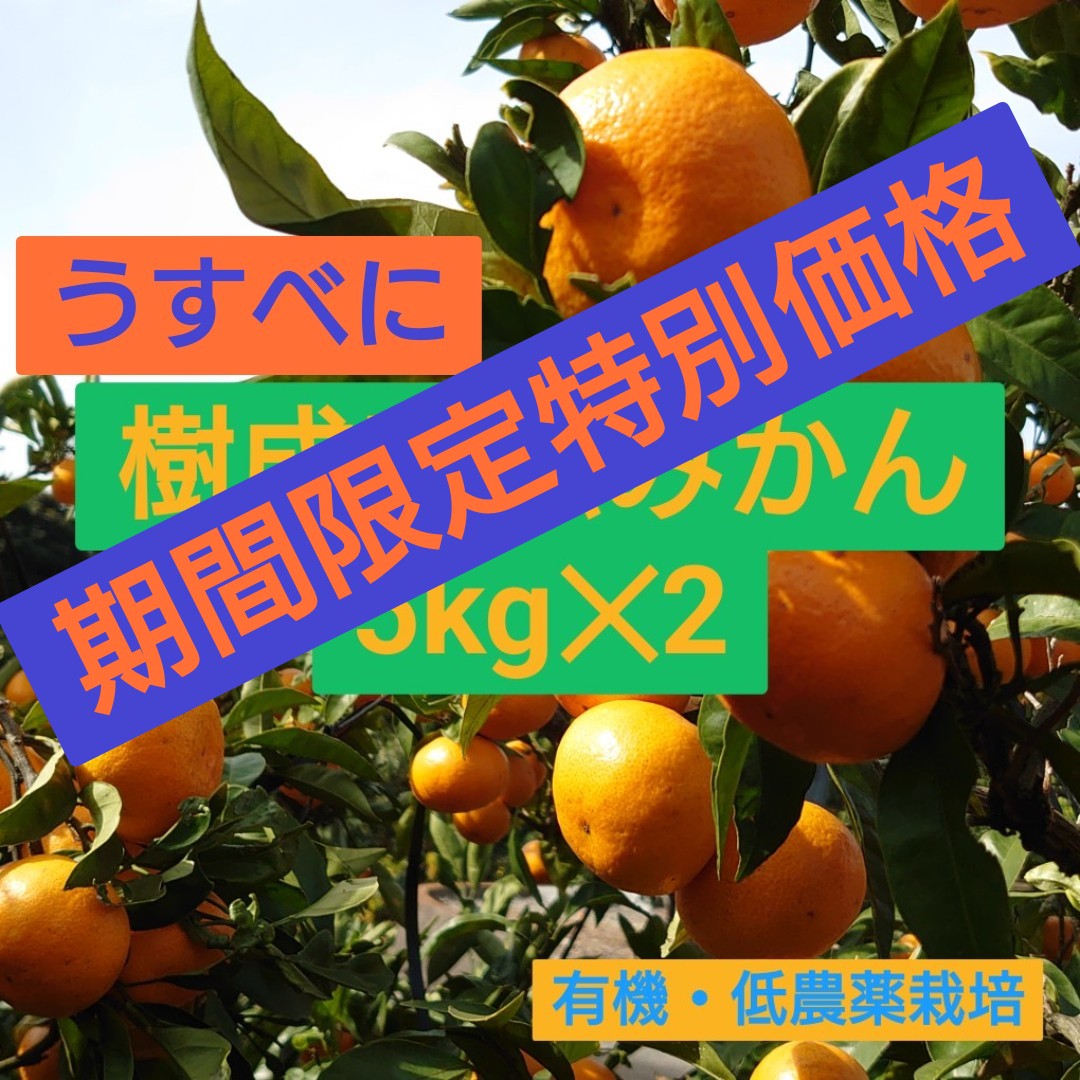 ★★★期間限定特別価格 ★★★ うすべに蔵出し樹成完熟みかん 5kg✕2