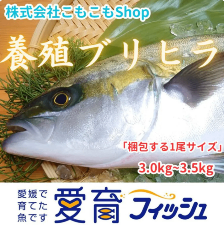 【愛育フィッシュ】朝どれ鮮魚『養殖ブリヒラ1尾入』神経締め付