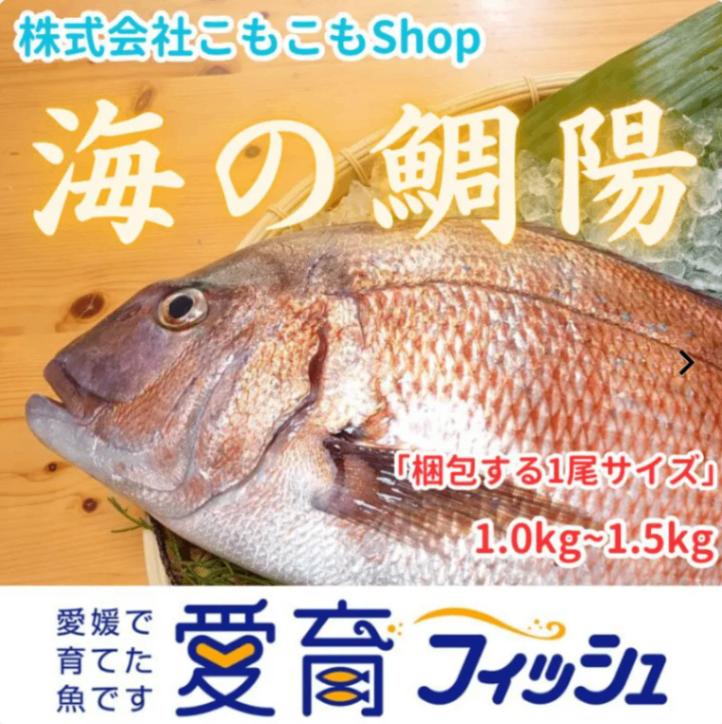 【愛媛のブランド真鯛お試しサイズ】朝どれ鮮魚『海の鯛陽』神経〆付