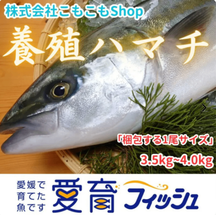 【愛育フィッシュ】朝どれ鮮魚『養殖ハマチ1尾入』神経締め付