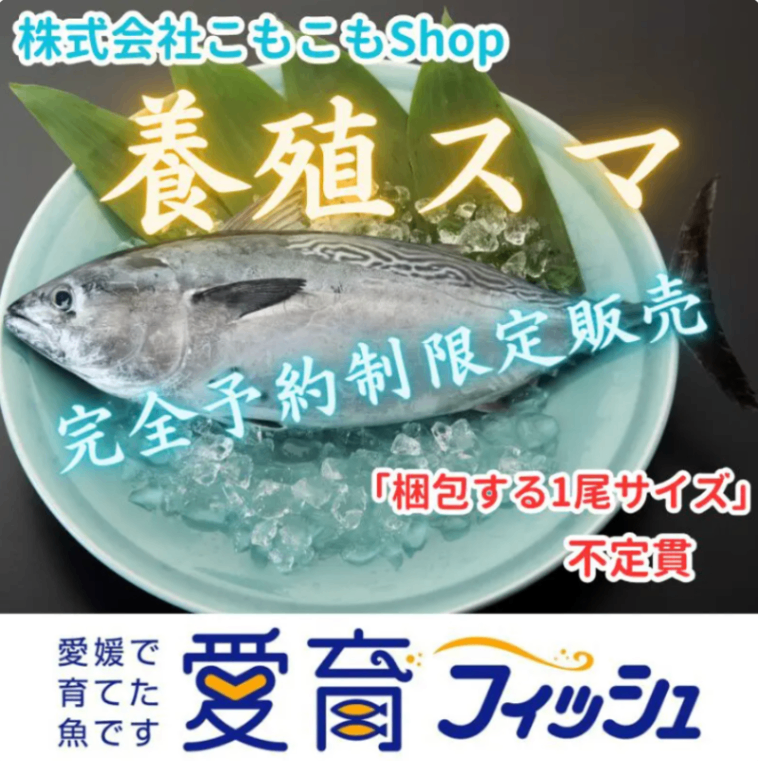 【完全予約制、日時指定不可、12月より順次発送、50尾限定】愛媛県産養殖スマ