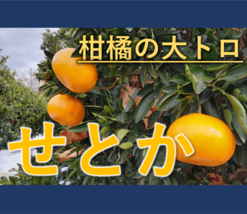 商品画像7