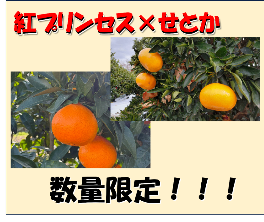  🍊【数量＆季節限定】愛媛の絶品柑橘 食べ比べセット登場‼️🍊 柑橘王国・愛媛から、この時期だけの特別な食べ比べセットが登場！その名も——