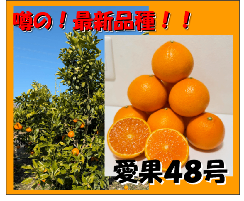 商品画像2