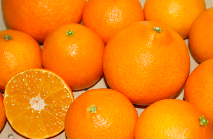 【訳あり】愛媛県産 愛媛果試第28号 不揃い 3キロ 家庭用