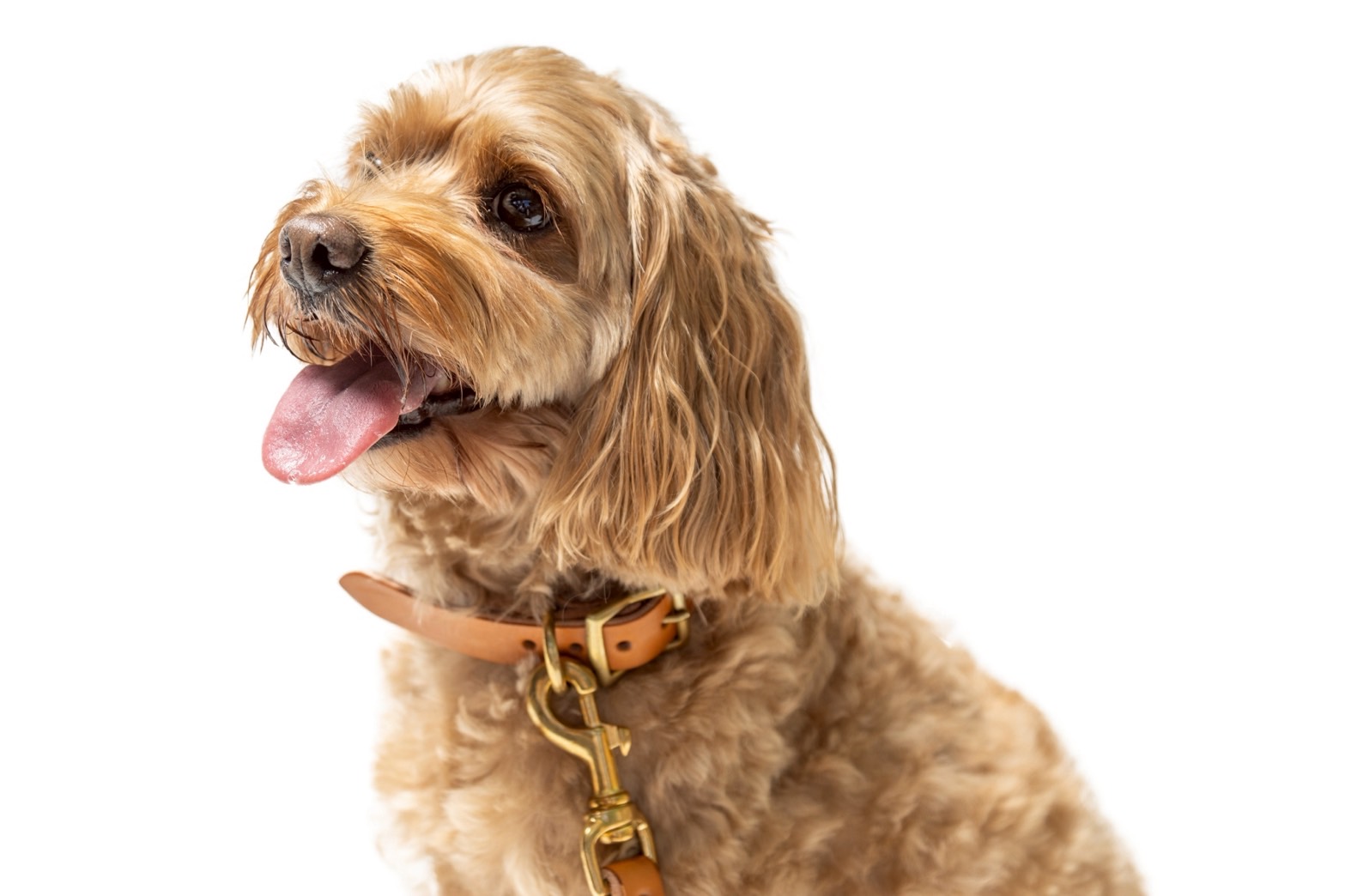 天然革 × タンニンなめし　上質の首輪 (大型用)